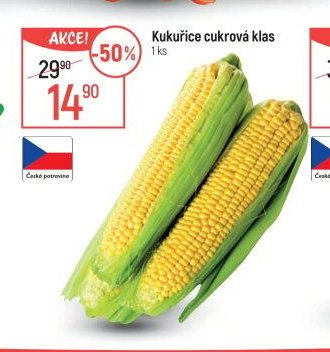 Kukuřice cukrová klas