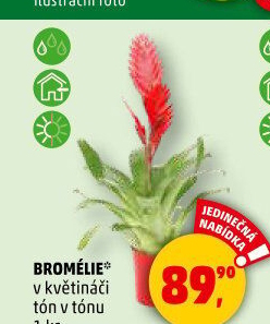Bromelia