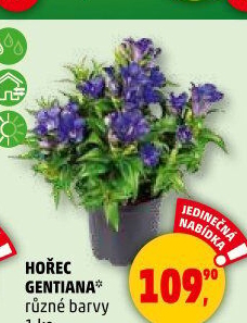 Hořec - Gentiana