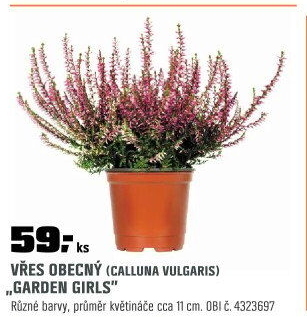 CallunavulgarisGardenGirls