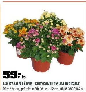 Chrysanthemumindicumřízená