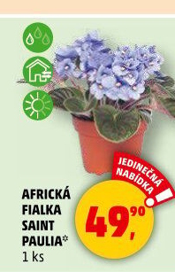 Fialka -Saintpaulia