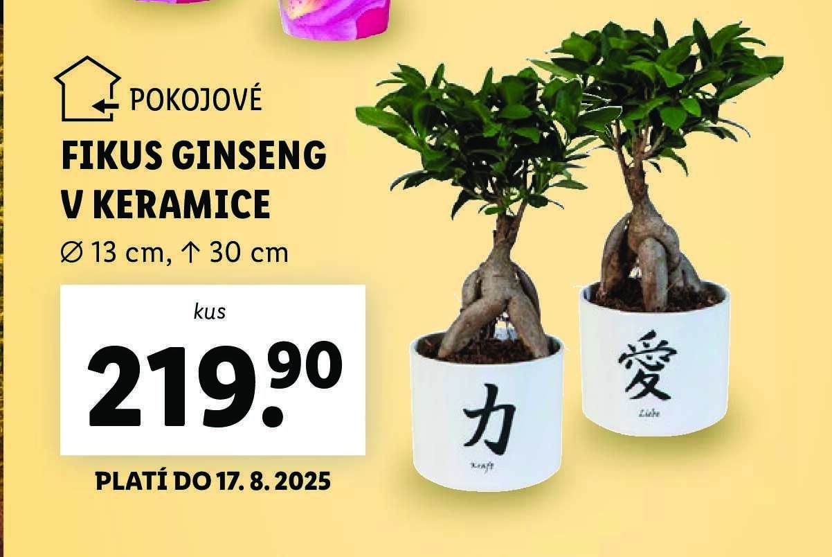 Pokojové Fikus Ginseng v keramice - Lidl akcniletaky.com
