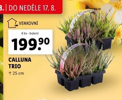 Calluna trio