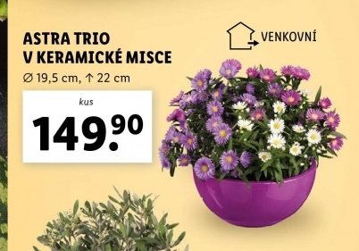 Astra trio v keramické misce