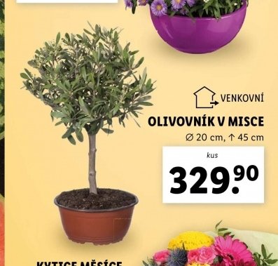 Olivovník v misce