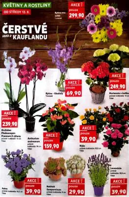 akční leták Kaufland 13.8.2025-19.8.2025