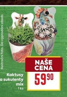 Kaktusy a sukulenty mix