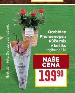 Orchidea Phalaenopsis Růže mix v košíku