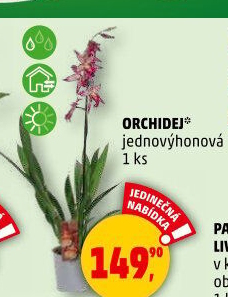 Orchidej