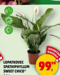 Spathiphyllum - Spatyfilium - Toulcovka - Lopatkovec
