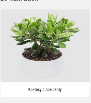 Kaktusy a sukulenty - Hornbach akcniletaky.com