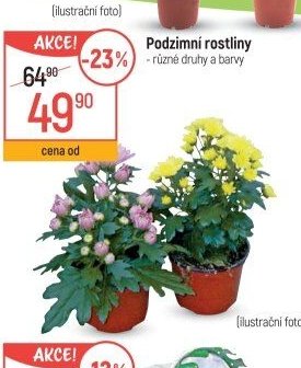 Podzimní rostliny
