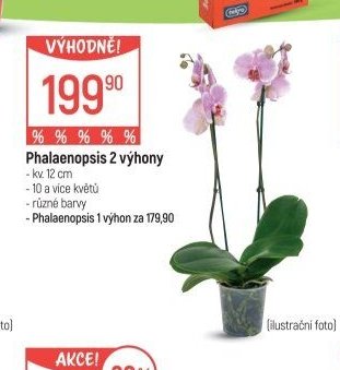 Phalaenopsis 2 výhony