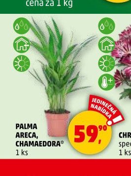 PALMA ARECA, CHAMAEDORA