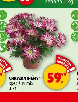CHRYZANTHÉMY