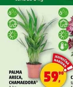 Chamaedorea - Horská palma