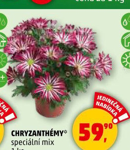Chrysanthemum - Chryzantéma