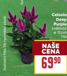 Nevadlec - Celosie