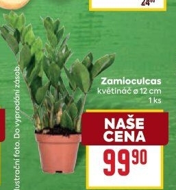 Zamioculcas - Zamiokulkas