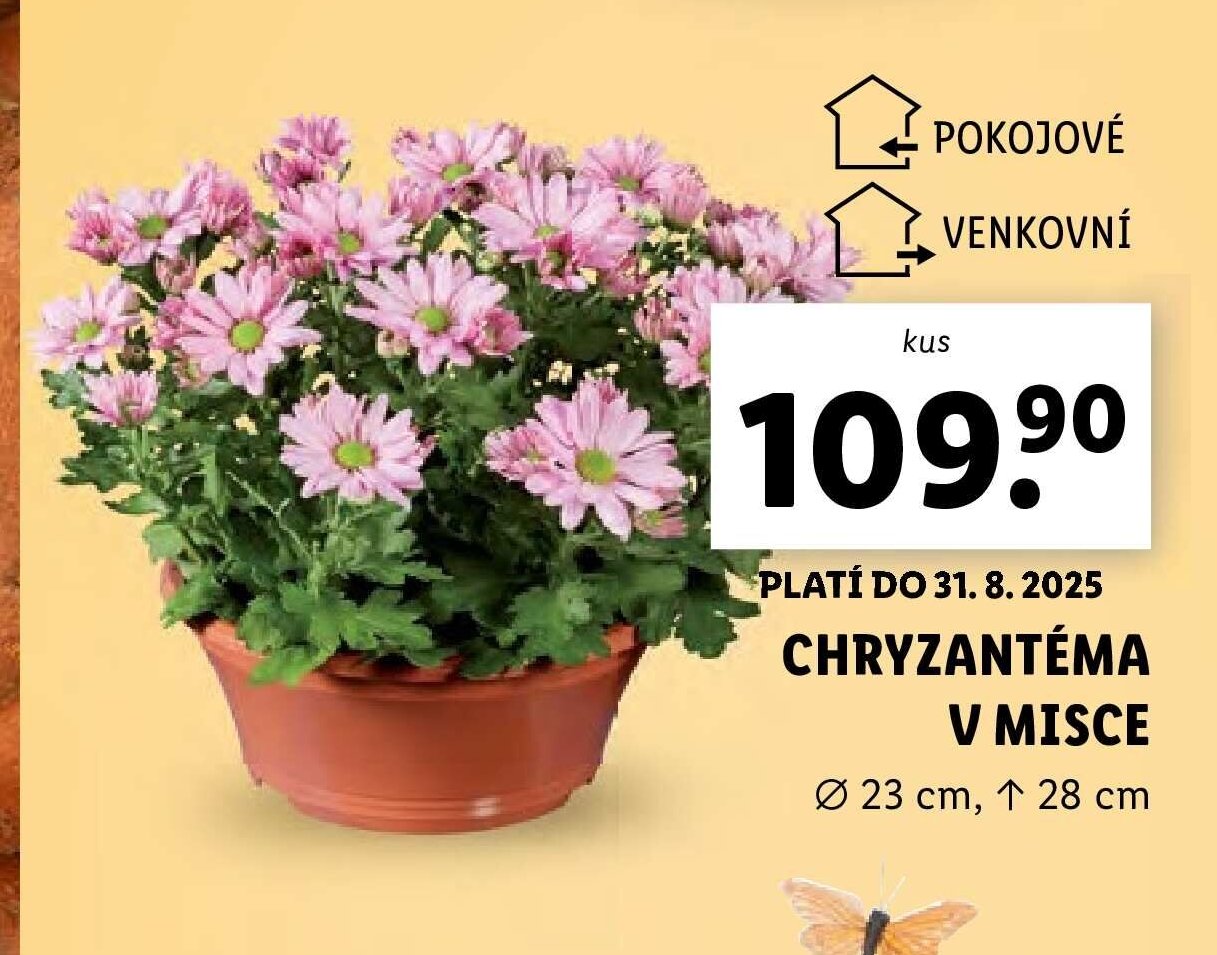 Chryzantéma v misce