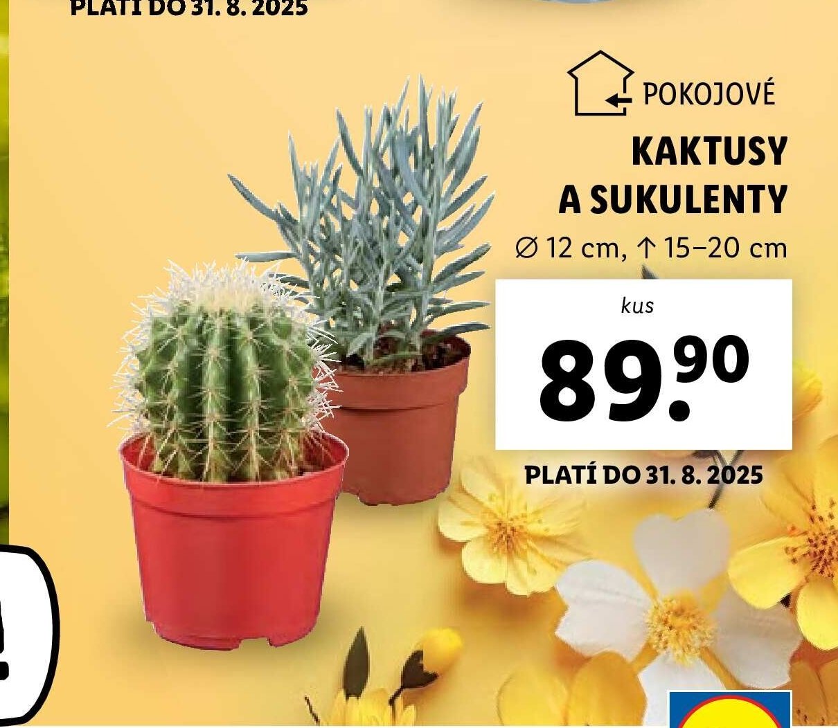 Kaktusy a sukulenty
