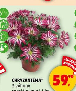 Chrysanthemum - Chryzantéma