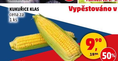 Kukuřice klas