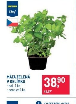 MÁTA ZELENÁ V KELÍMKU