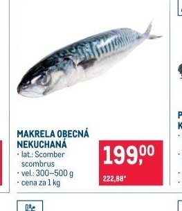 MAKRELA OBECNÁ NEKUCHANÁ