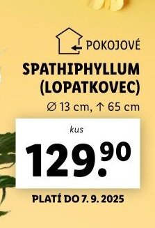 Spathiphyllum (Lopatkovec)