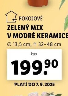 Zelený mix v modré keramice