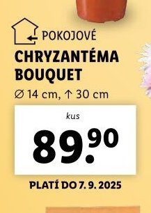 Chryzantéma bouquet