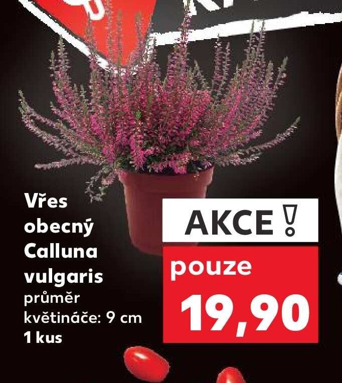 Vřes obecný Calluna vulgaris