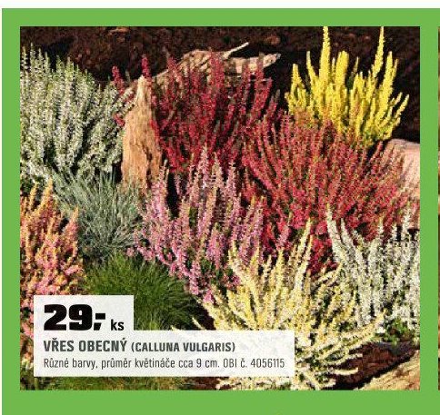 Vřes obecný (Calluna vulgaris)