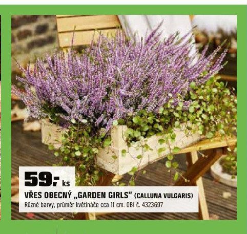 Vřes obecný „Garden Girls“ (Calluna vulgaris)