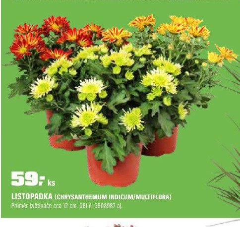 Listopadka (Chrysanthemum indicum/multiflora)