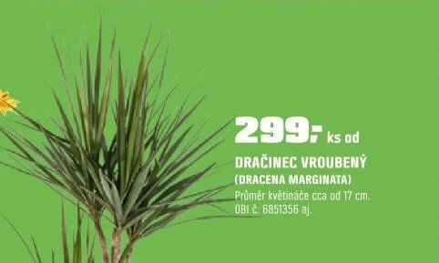 Dračinec vroubený (Dracena marginata)