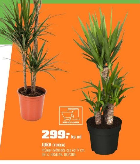 Juka (Yucca)