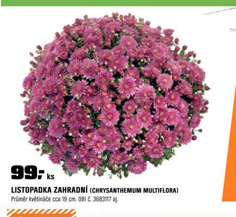 Listopadka zahradní (Chrysanthemum multiflora)
