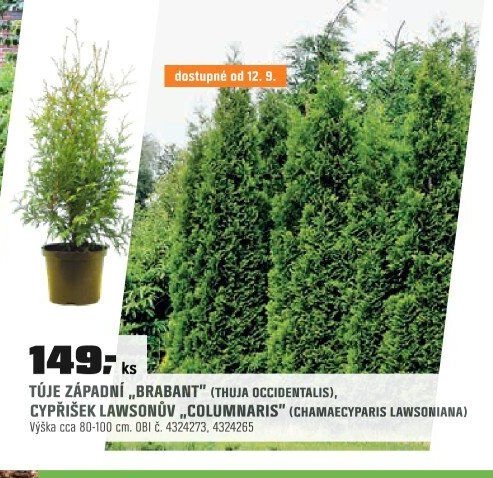 TÚJE ZÁPADNÍ „BRABANT“ (THUJA OCCIDENTALIS), CYPŘIŠEK LAWSONŮV „COLUMNARIS“ (CHAMAECYPARIS LAWSONIANA) - OBI akcniletaky.com