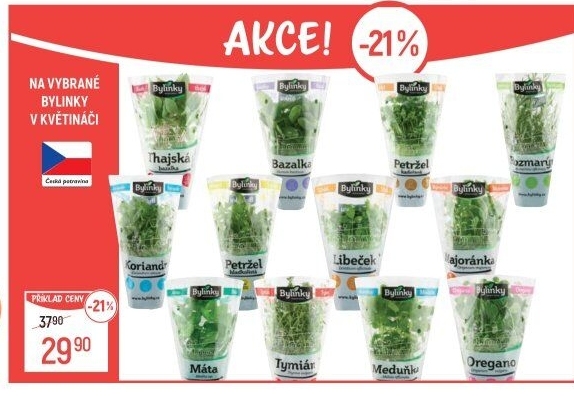 Bylinky v květináči