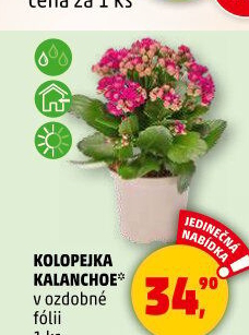 Kalanchoe - Kolopejka