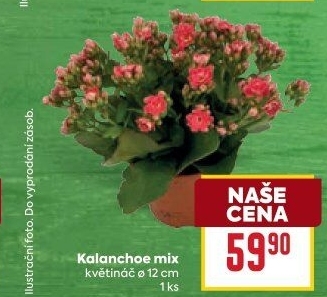 Kalanchoe - Kolopejka