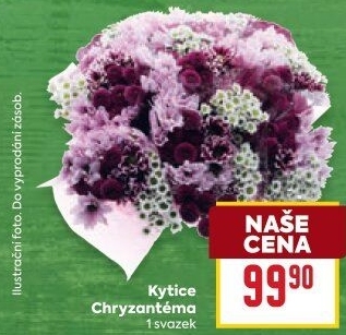 Řezané Chryzantémy