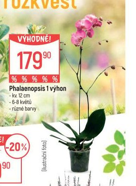Phalaenopsis 1 výhon