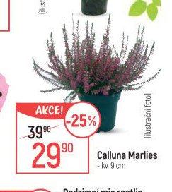 Calluna Marlies