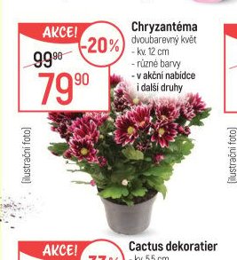 Kalanchoe Calandiva