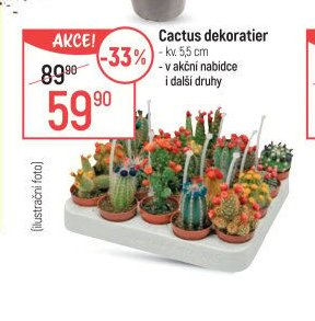 Cactus dekoratier