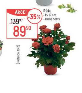 Růže